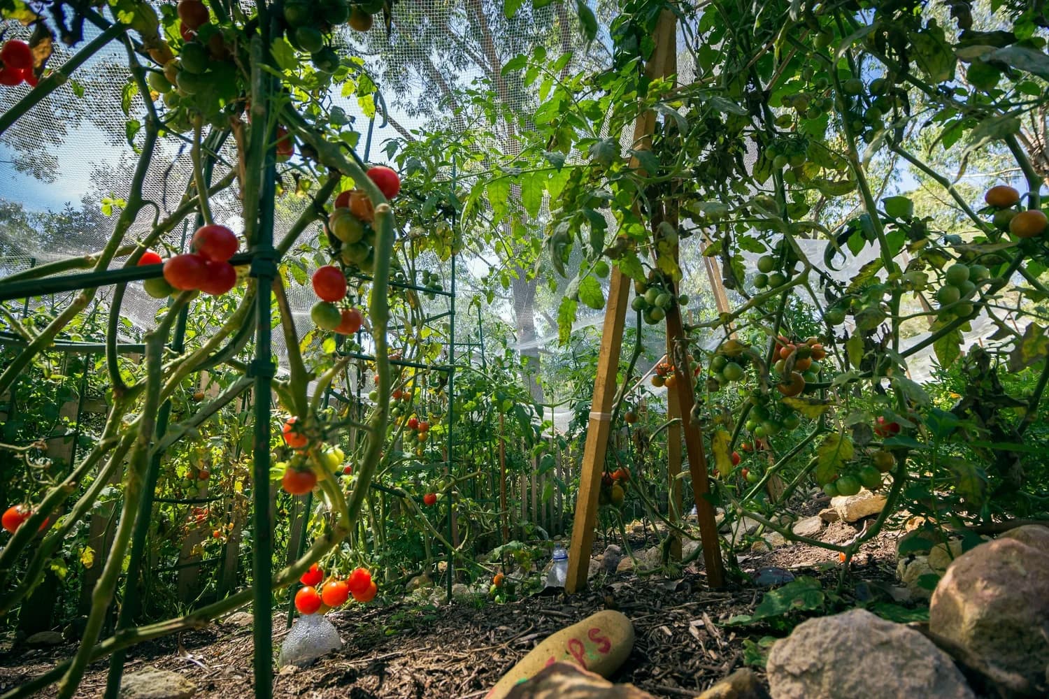 Growing Tomatoes